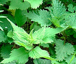 Harvesting Spring Nettle at FreshBitesDaily.com