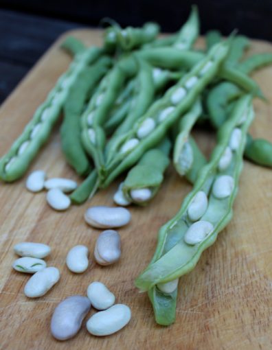 Kentucky Wonder Pole Beans at FreshBitesDaily.com