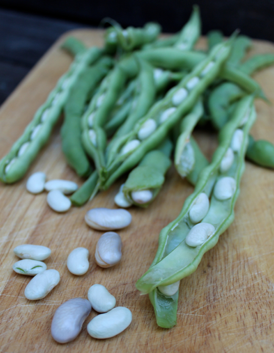 Kentucky Wonder Pole Beans  Fresh Bites Daily
