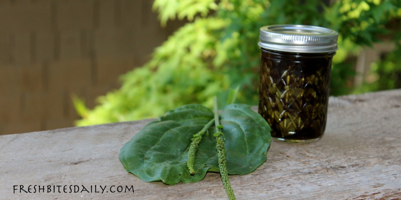 A poultice for hikers and gardeners to fight bites, swelling, itch, and redness