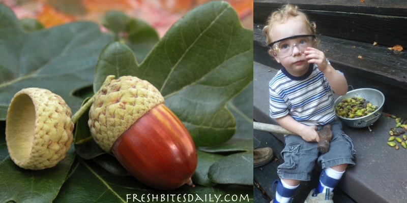 The Acorn Harvest: Acorn Foraging and Recipes