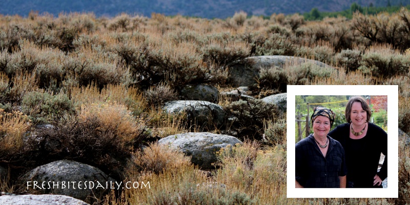 Sagebrush: More than a smudge, maybe your next garden solution
